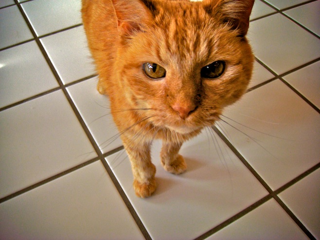 Cinnamon